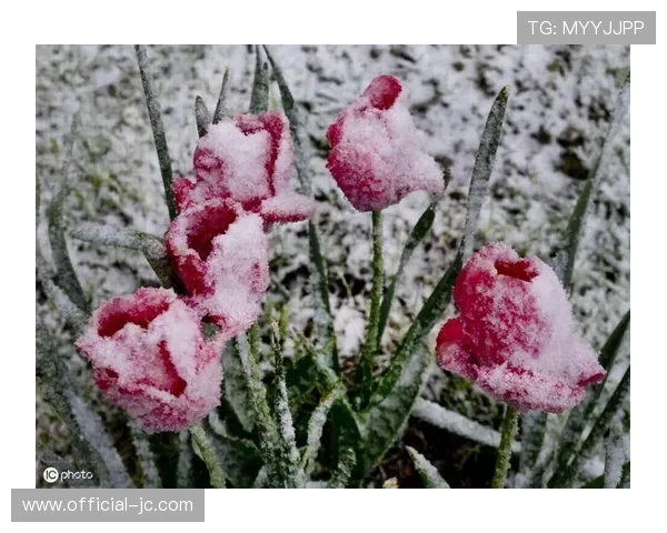 法兰克福主场草皮结冰，工作人员紧急加热保障比赛